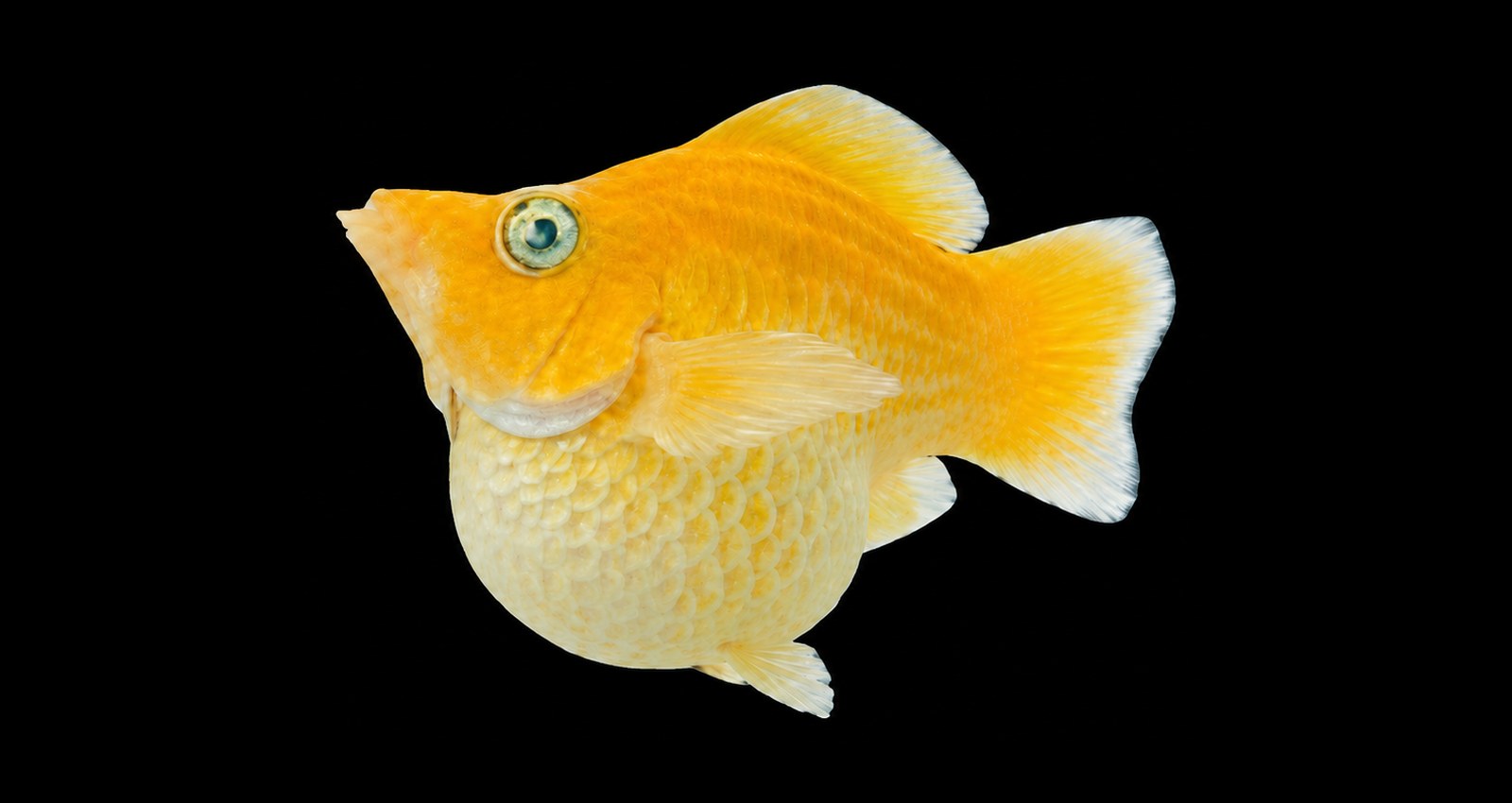 Gold balloon molly