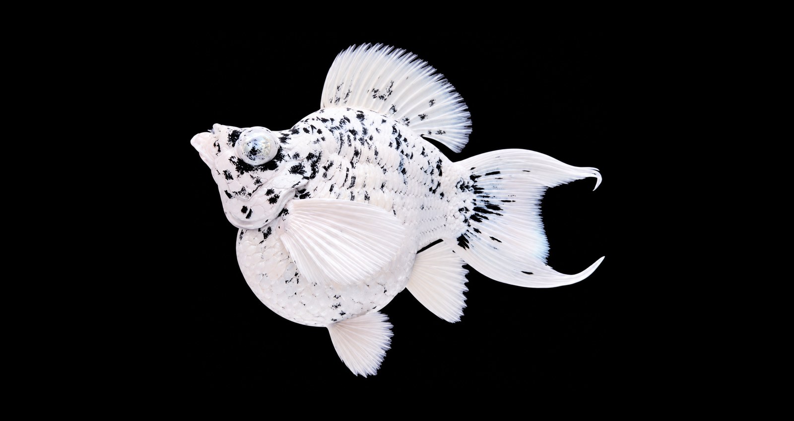 A Marble line balloon molly with a clearly defined spotted pattern