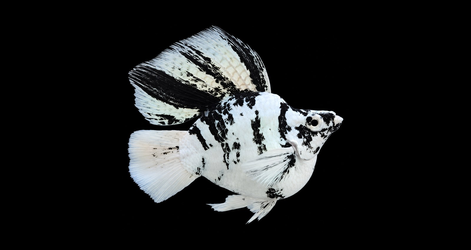 Zebra balloon molly
