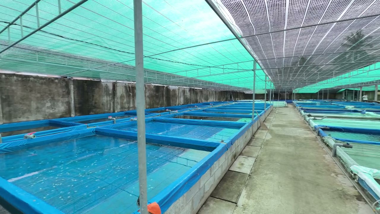 Balloon mollies in a selection tank
