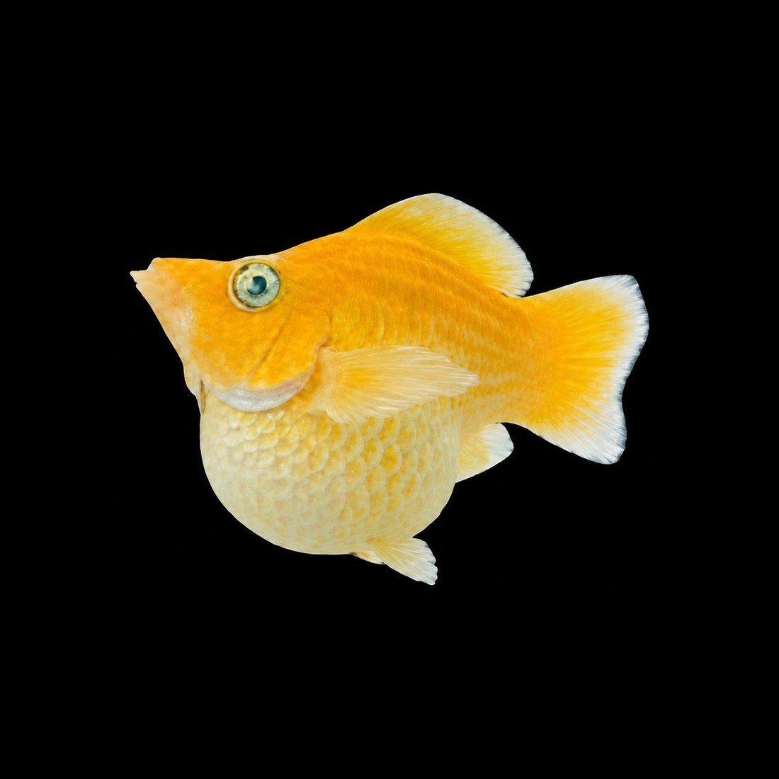 Gold balloon molly