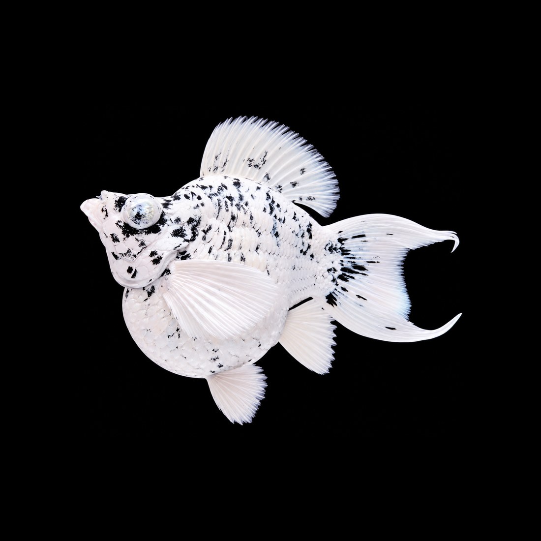 Marble balloon molly