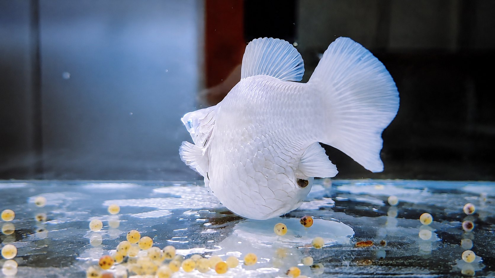 White balloon molly with a swollen belly on the tank floor, small yellow spheres beside it