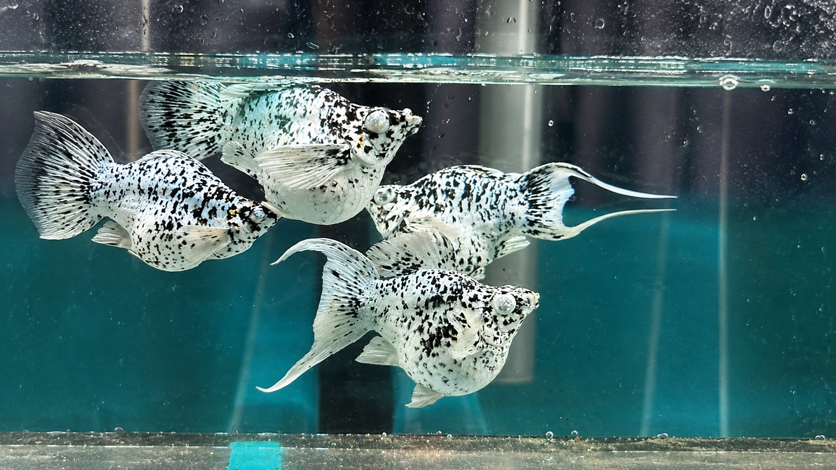 Four dalmatian mollies swimming together in a tank