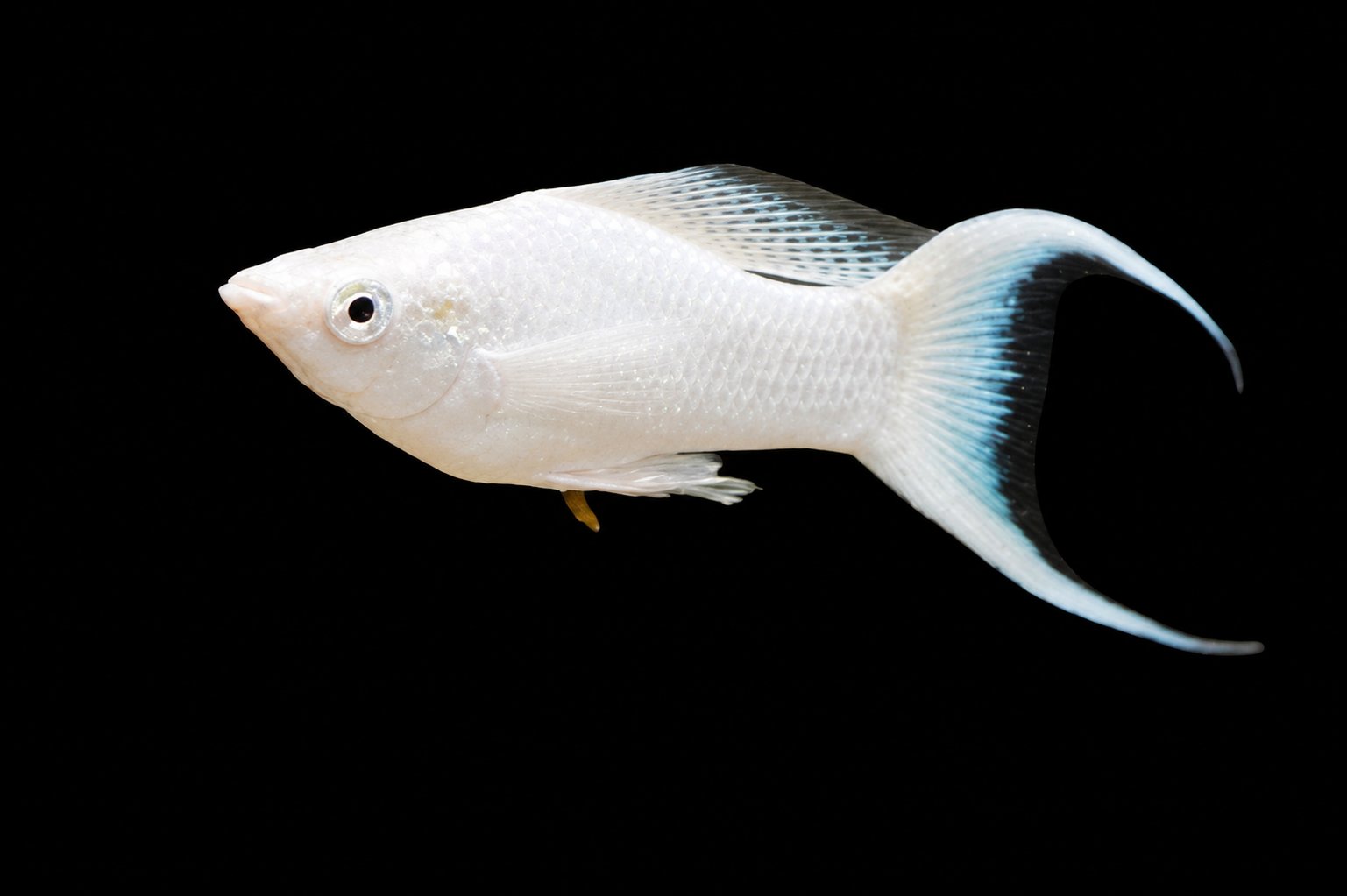 A male molly showing the gonopodium, the modified anal fin used for fertilisation
