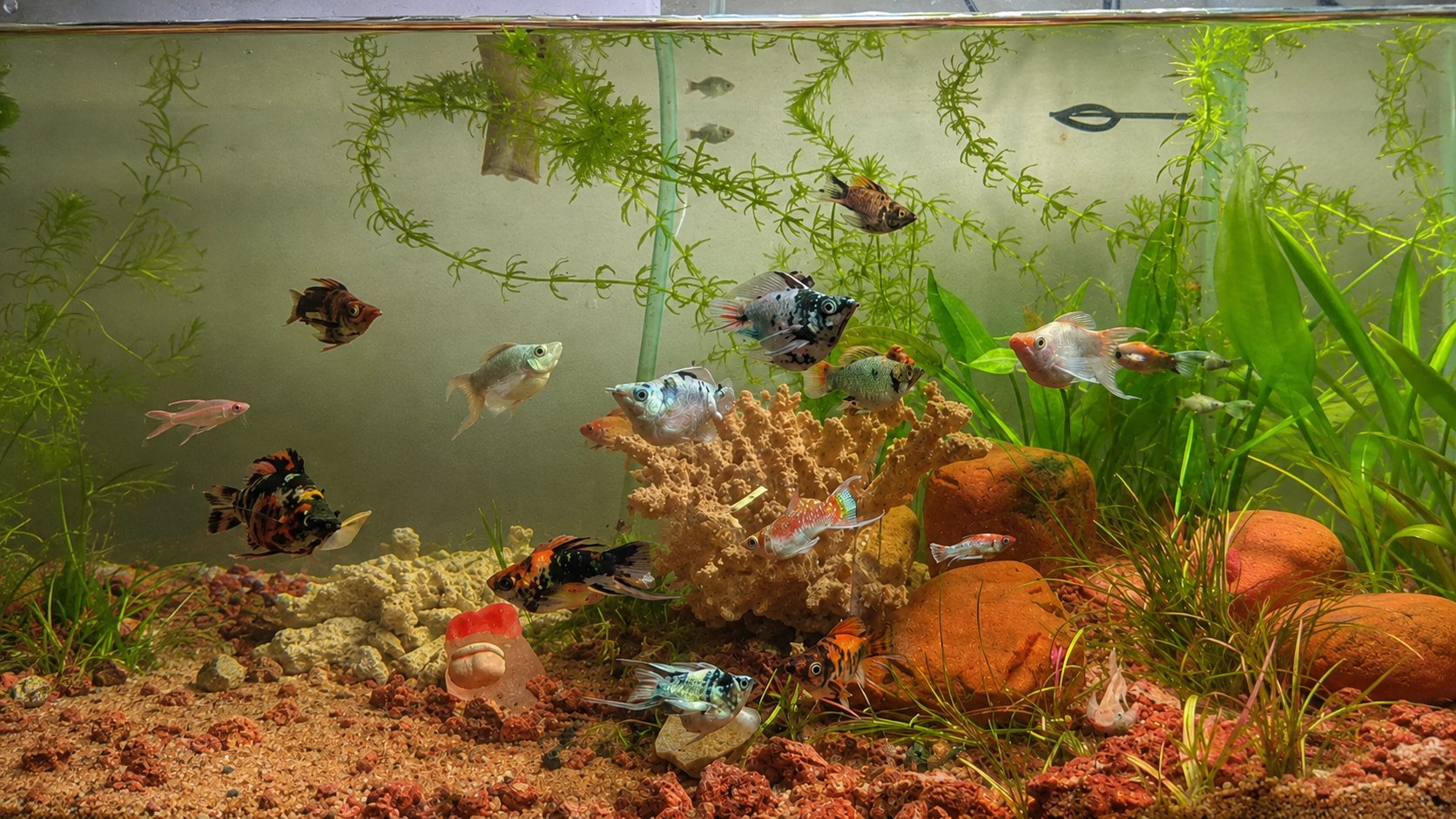 A planted freshwater aquarium with cover for fish, illustrating tank layout