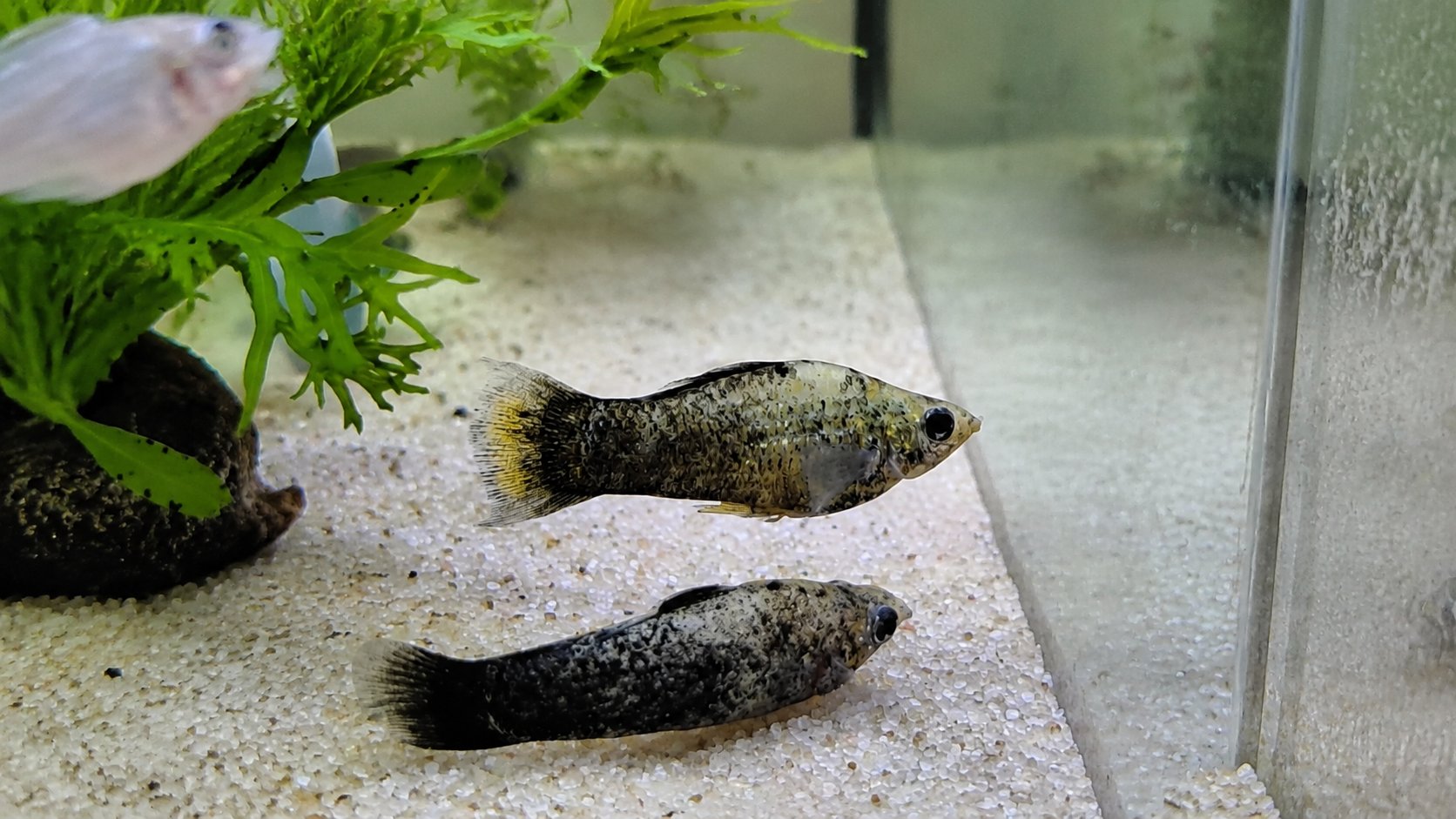 Two mollies resting on the sand at the bottom of a tank