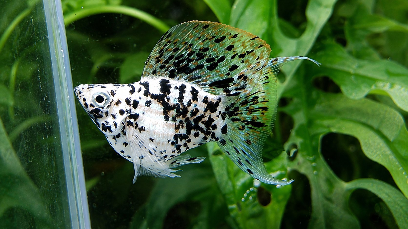 Dalmatian molly, side view, among plants