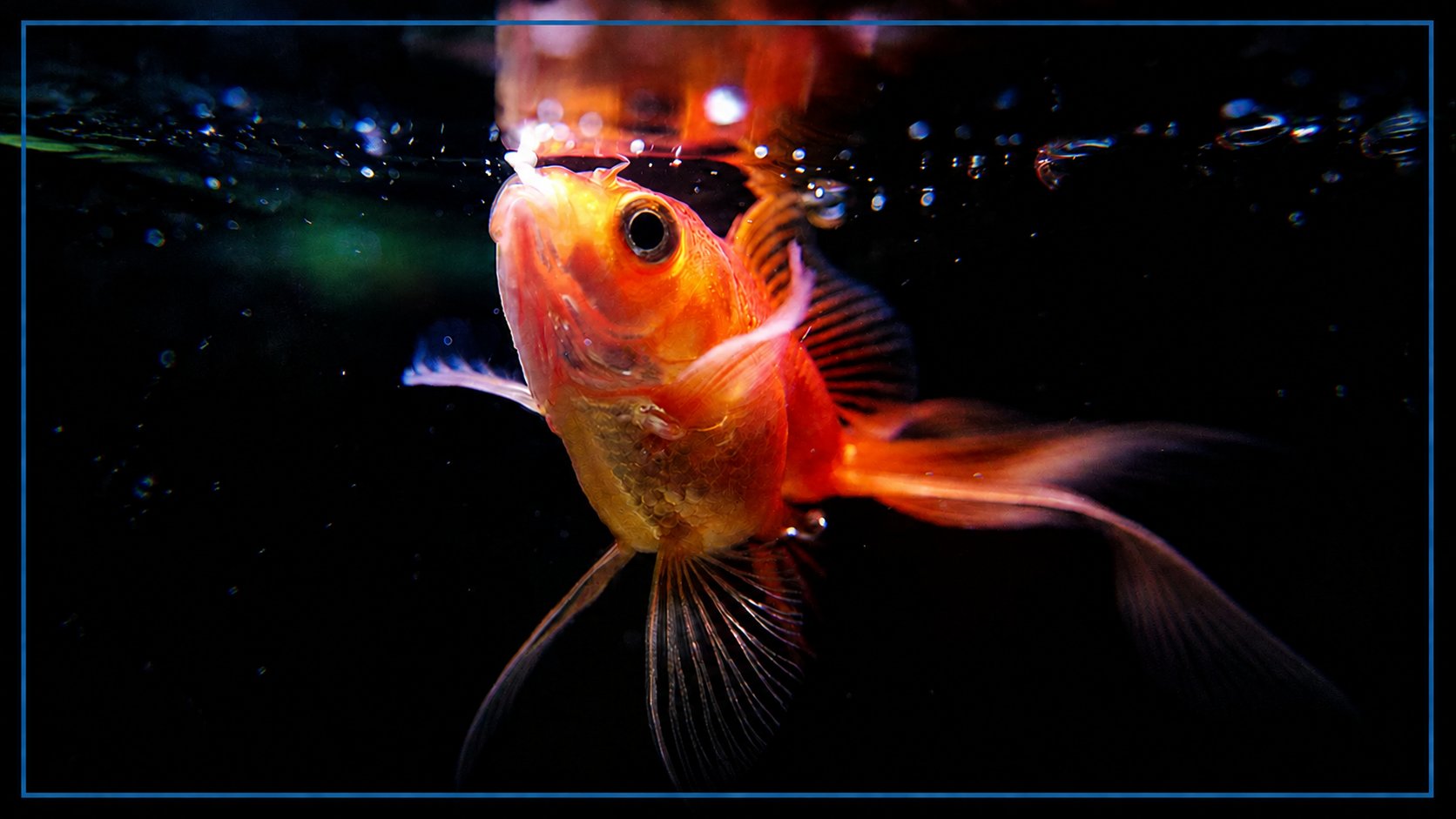 Fish with its mouth at the water surface