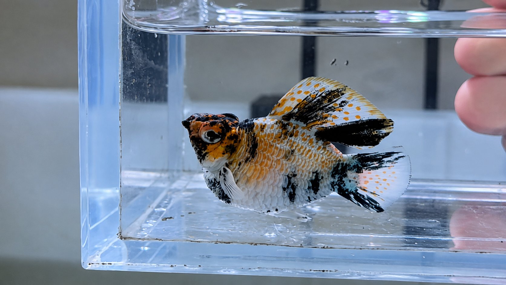 Balloon molly in a viewing box with visibly raised scales