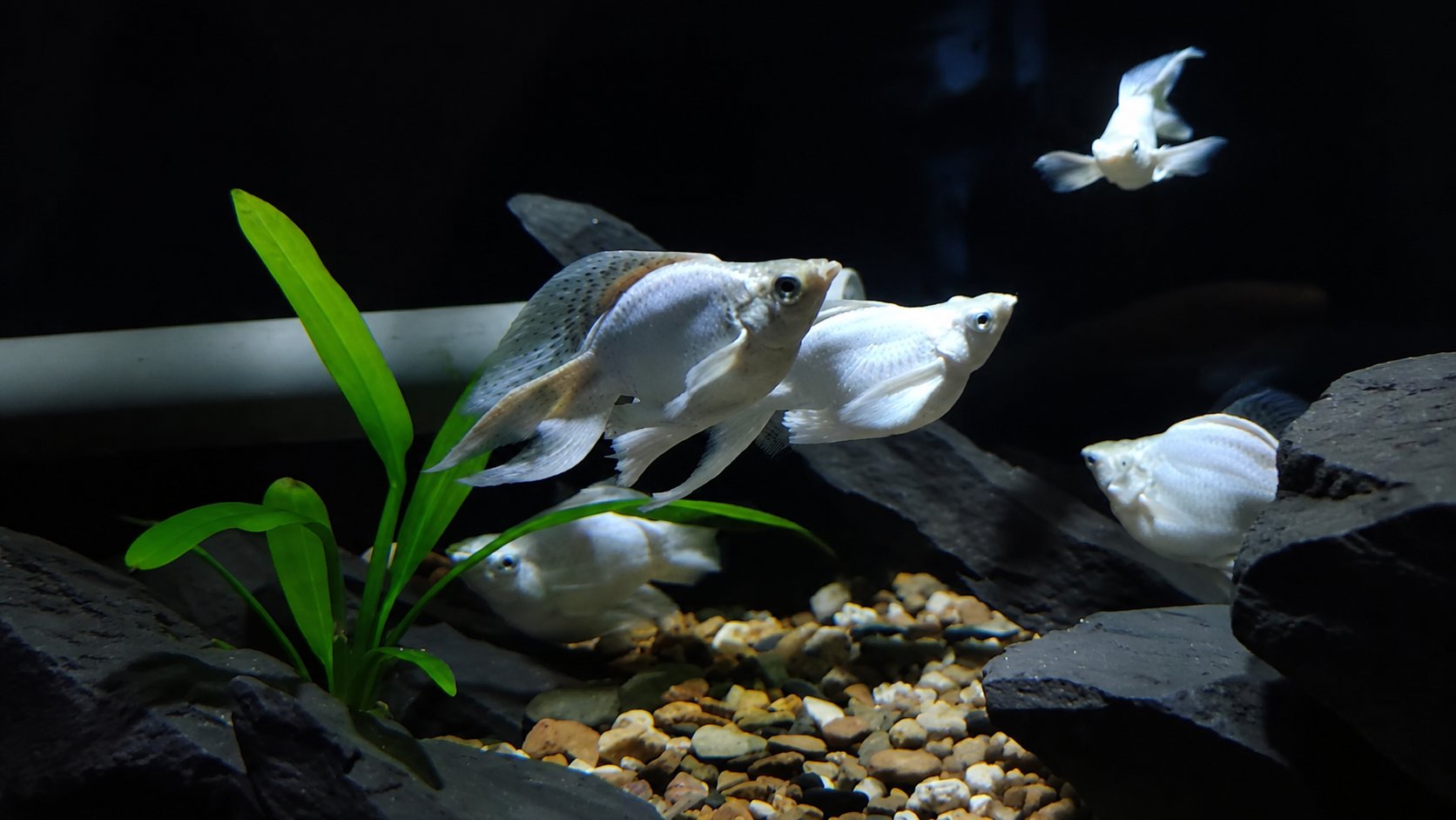 A group of white sailfin mollies near the tank bottom