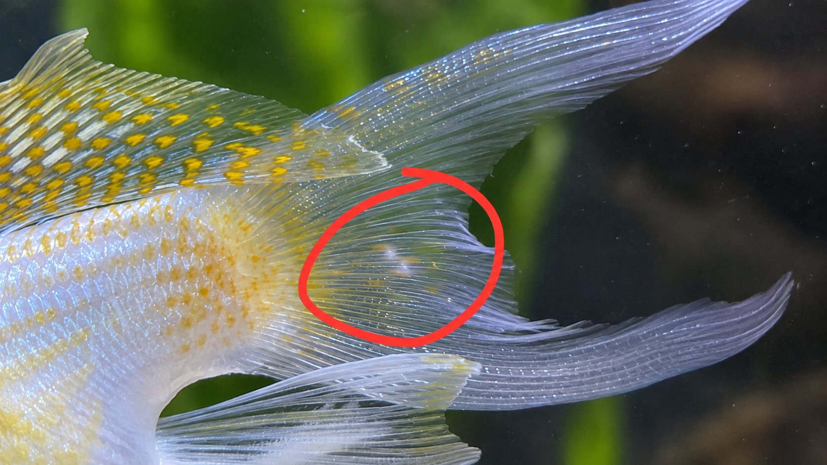 Close-up of a fish tail fin with a red circle marking one area
